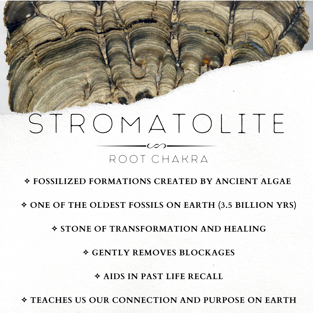 Stromatolite