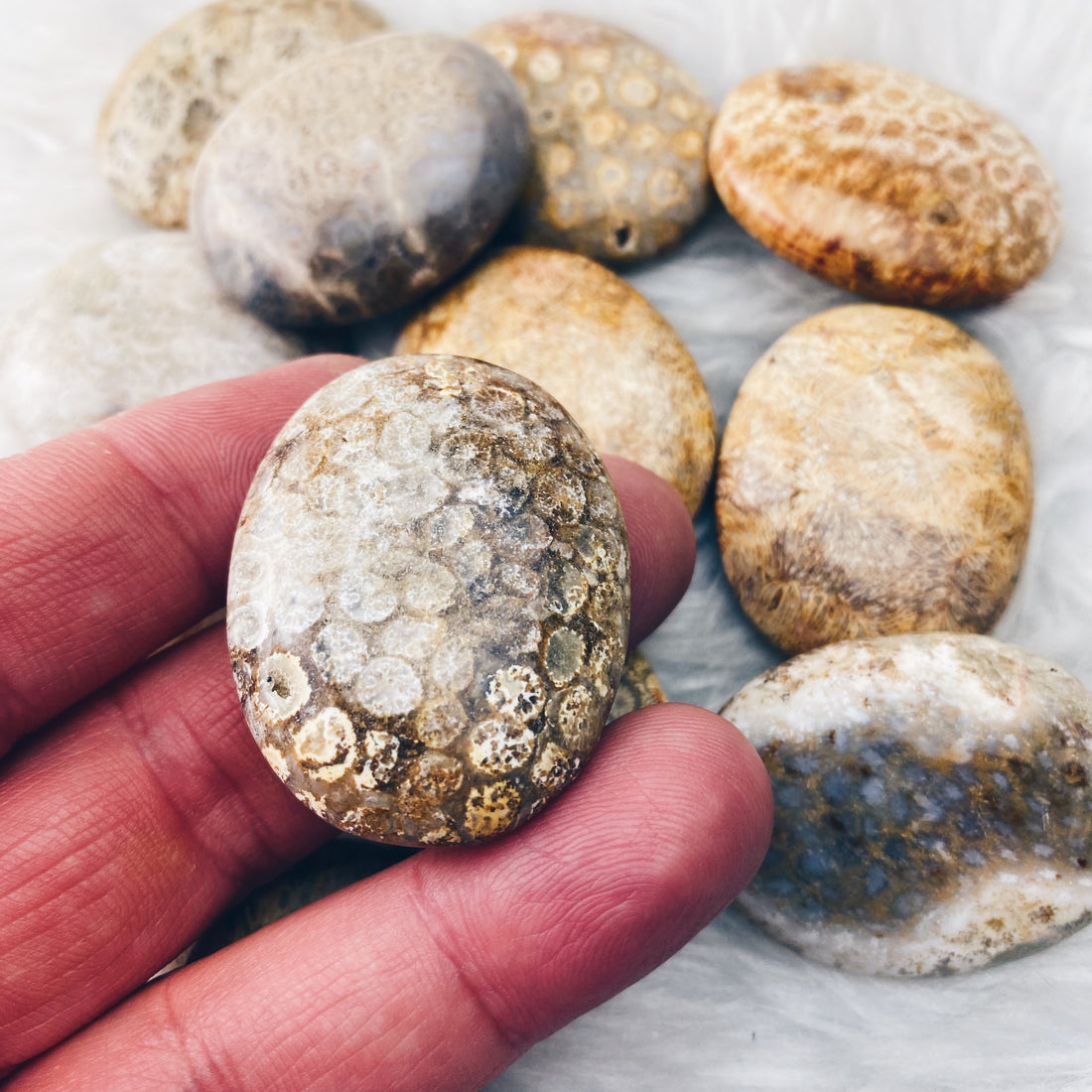 Coral (Fossil)  Palm Stone - The Bead N Crystal & Enclave Gems