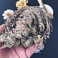 Rose of Jericho - The Bead Shoppe