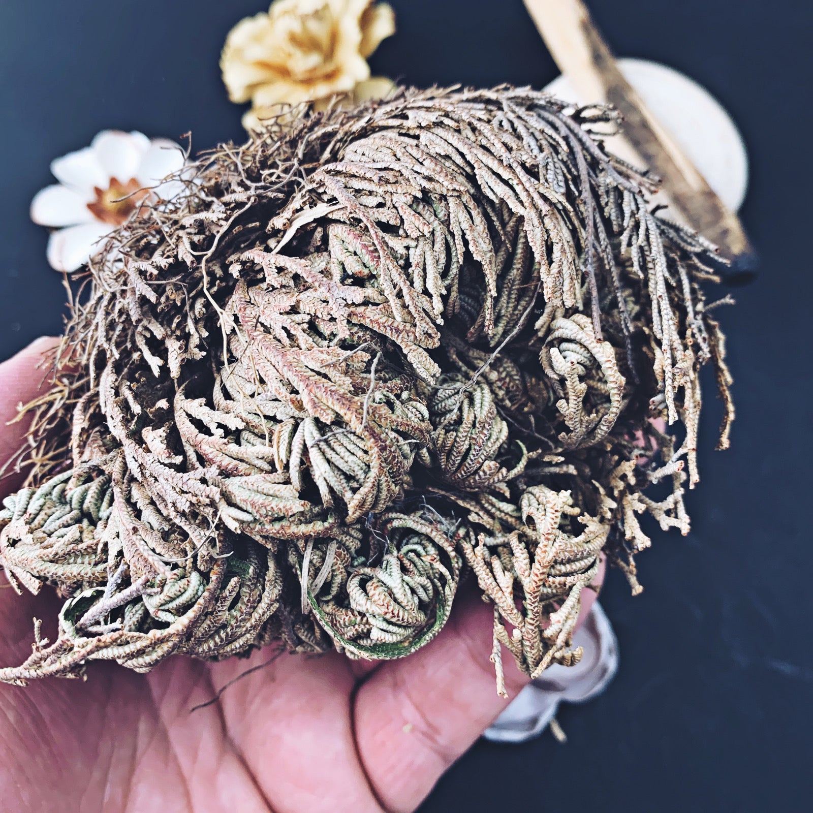 Rose of Jericho - The Bead Shoppe