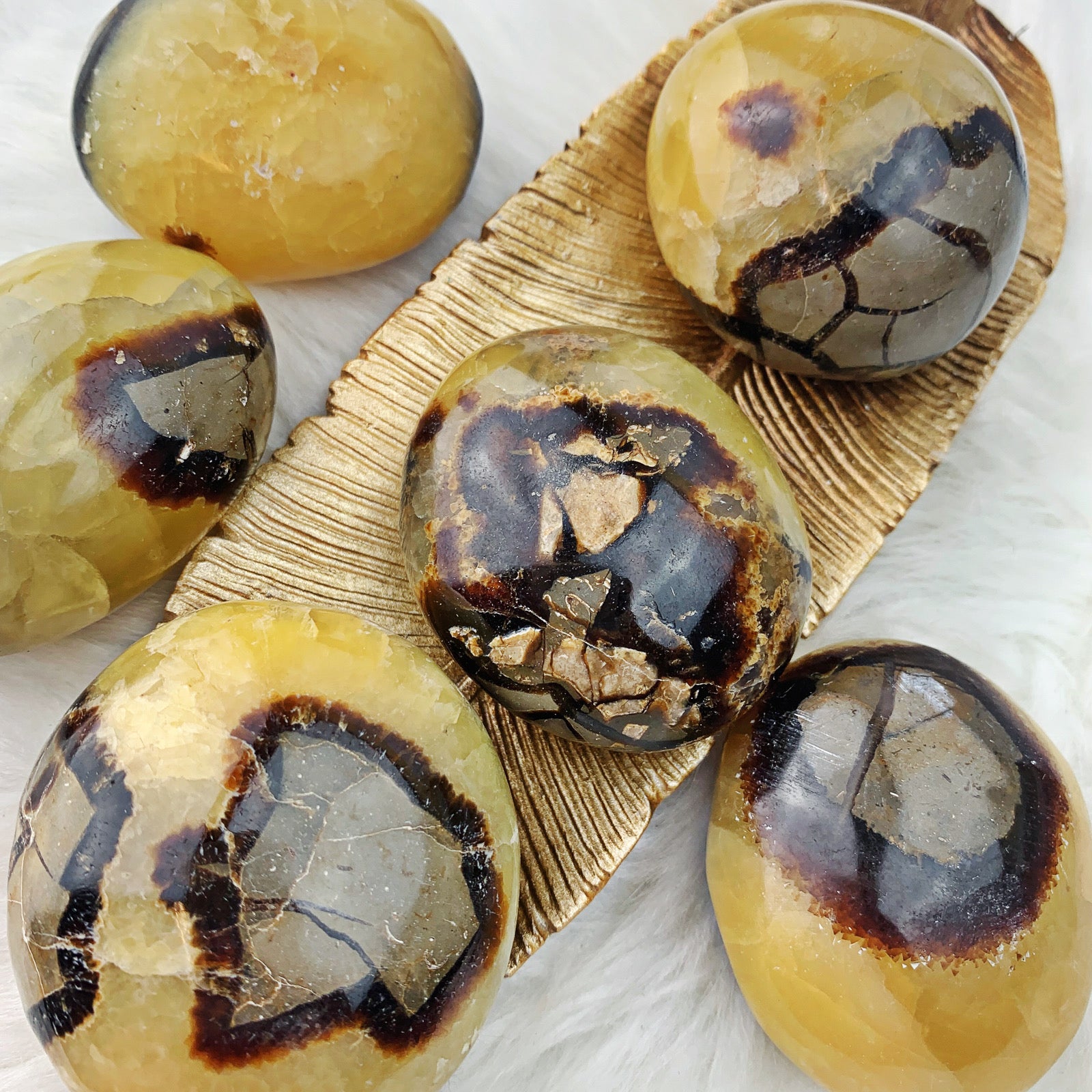 Septarian Palm Stone (895) - The Bead Shoppe